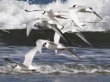 Forsters Terns