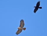 Redtailed Hawk - attacked by raven