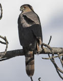 Coopers Hawk