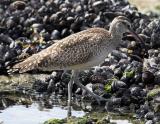 Whimbrel