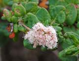 Bluff Buchwheat  (<em>Erigonum parvifolium</em>)