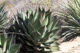 Shaw Agave