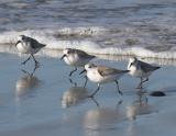 Sanderlings - running