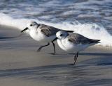 Sanderlings - running