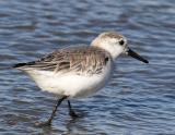 Sanderling