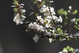 Coastal White Lilac