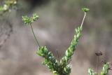Flat-top Buckwheat (<em>Eriogonum fasciculatum</em>)