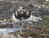 Ruddy Turnstone