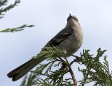 Northern Mocking Bird