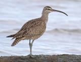 Whimbrel