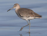 Willet