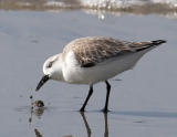 Sanderling