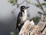 Nuttalls Woodpecker - female