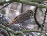 Hermit Thrush