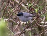 California Gnatcatcher - male