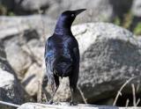 Great-tailed Grackle (<em>Quiscallus mexicanus</em>)