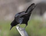 Great-tailed Grackle (<em>Quiscallus mexicanus</em>)