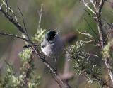 California Gnatcatcher - male