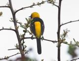 Hooded Oriole