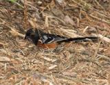 Spotted Towhee