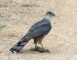 Coopers Hawk with sparrow