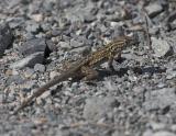 Southern California  Side-blotch Lizard (<em>Uta stansburiana hesperis</em>)