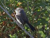 California Gnatcatcher - female