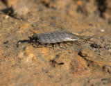 Rock Louse