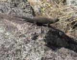 Desert Spiny Lizard  (<em>Sceloporus orcutti</em>)