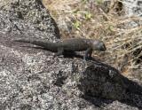Desert Spiny Lizard  (<em>Sceloporus orcutti</em>)