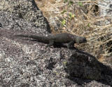 Desert Spiny Lizard  (<em>Sceloporus orcutti</em>)