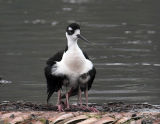 Black-necked Stilt - with chicks