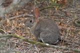 Brush Rabbits (<em>Sylvilagus bachmani cinerascens</em>)