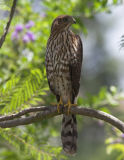 Coopers Hawk  Juvenile female