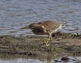 American Bittern