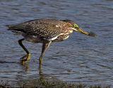 American Bittern