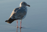 Western Gull - 2nd Winter Bird