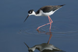 Black-necked Stilt -female