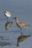 Whimbrel