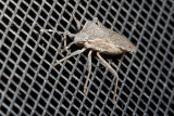 Squash Bug (<em> Anasa andresii</em>)
