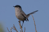 California Gnatcatcher