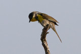 Yellow-breasted Chat