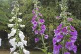 Foxgloves in a Wine Barrel