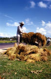 Farmer at work