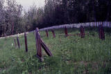 Gold diggers grave
