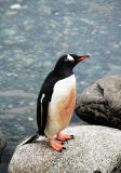 Gentoo penguin