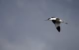 Pied Avocet