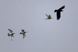 Blacktailed godwits