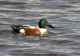 Northern Shoveler _S9S1212.jpg