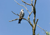 Mississippi Kite _11R1419.jpg